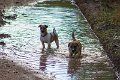 mucky pups
